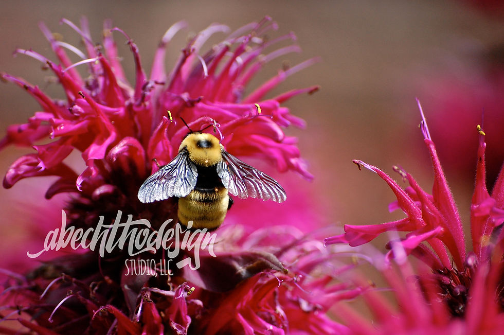 Bee on Flower