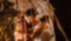 DSC00410-Avec accentuation-Bruit.jpg