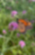 ABM BUTTERFLY.jpeg