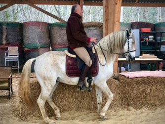 L'équitation holistique ...