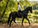 L’ANTHROPOMORPHISME, LE PRÉALABLE AU LANGAGE EQUESTRE COGNITIF ?