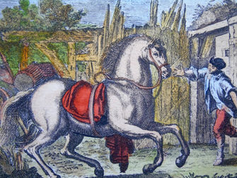 Le Dressage : Une danse entre conscience et harmonie