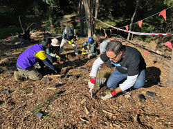 National Tree Day 2025