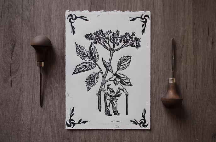 hierbas san juan - sauco.jpg