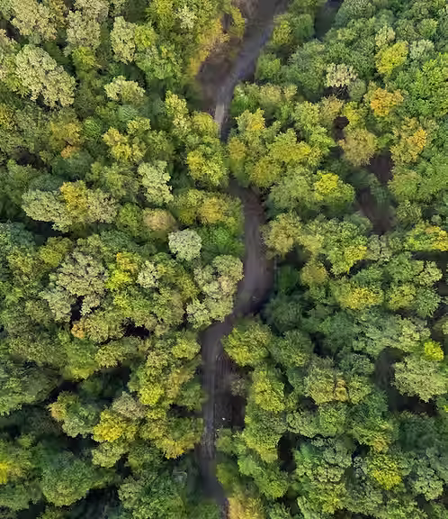 Trilha na Floresta Densa.avif