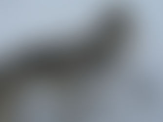 O corpo jubiloso: A carne selvagem