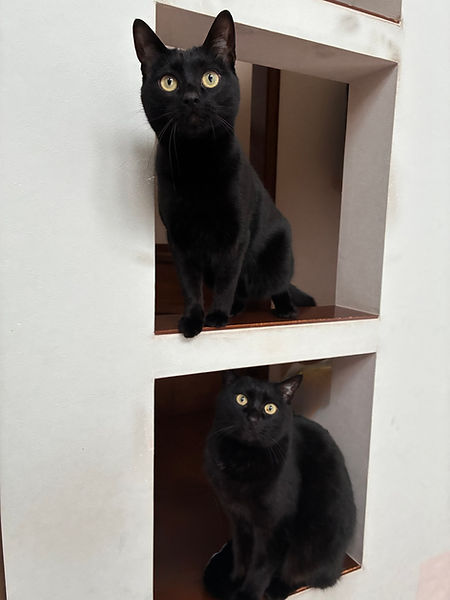 2026.8月、黒猫のくま&ビスコ
