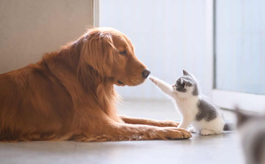 アルプス動物病院