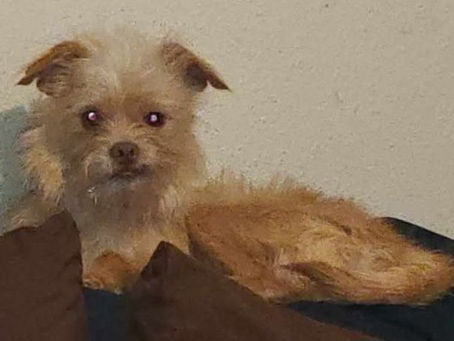 GIZMO