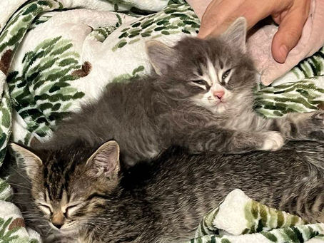 NOVA & BUTTERBALL