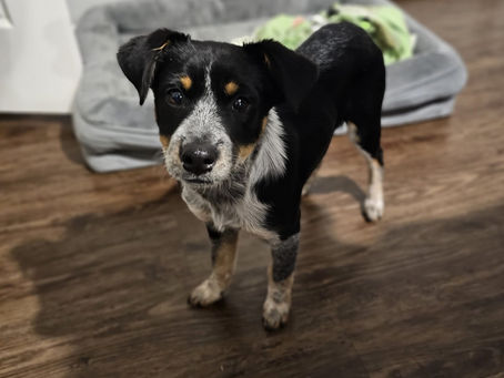 DAISY