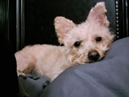 GIDGET