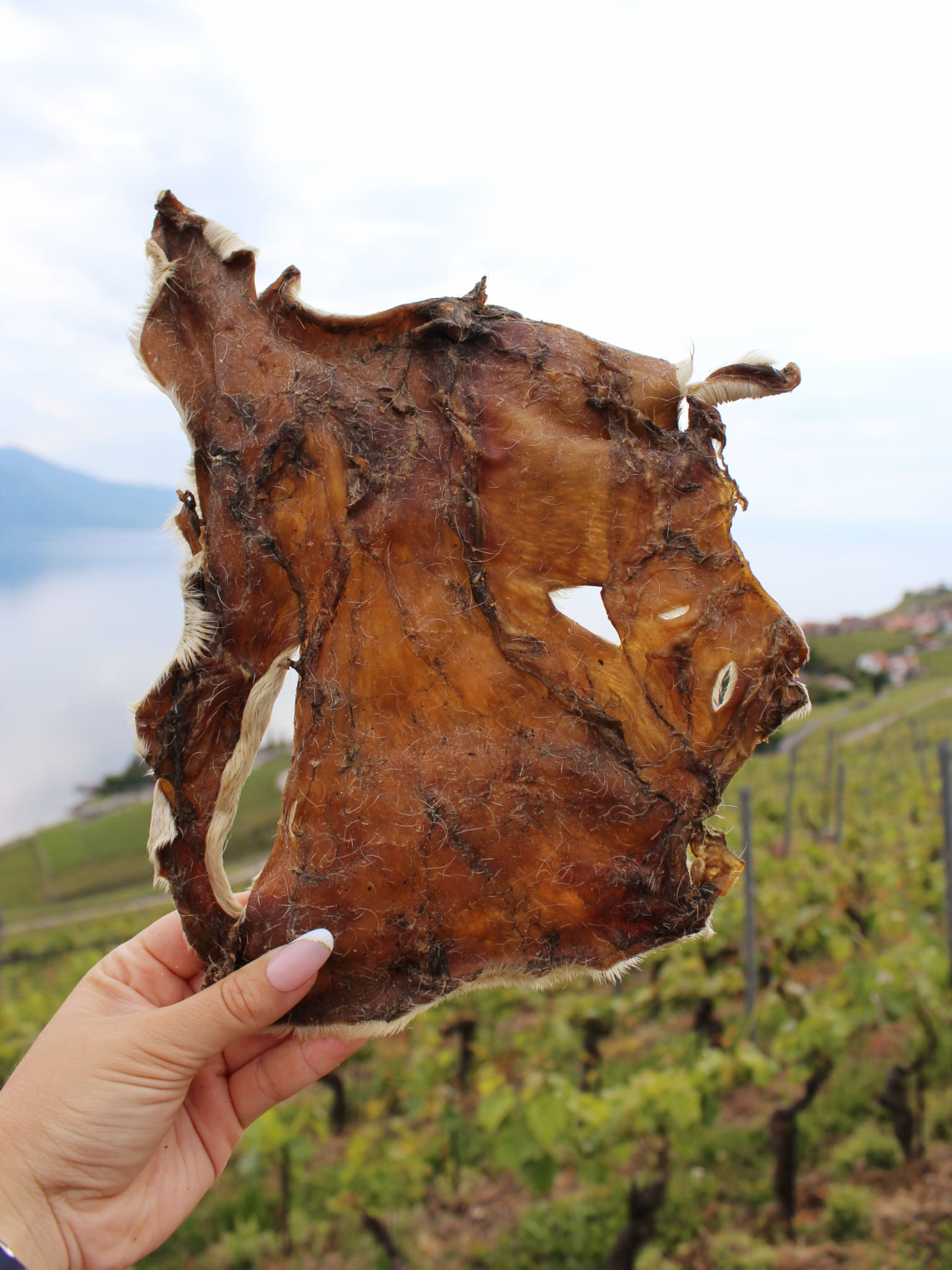 Plaques de Boeuf, avec poils