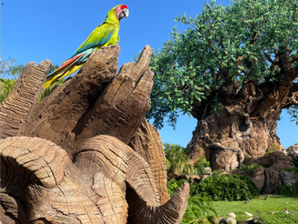 Tree of Life in Animal Kingdom