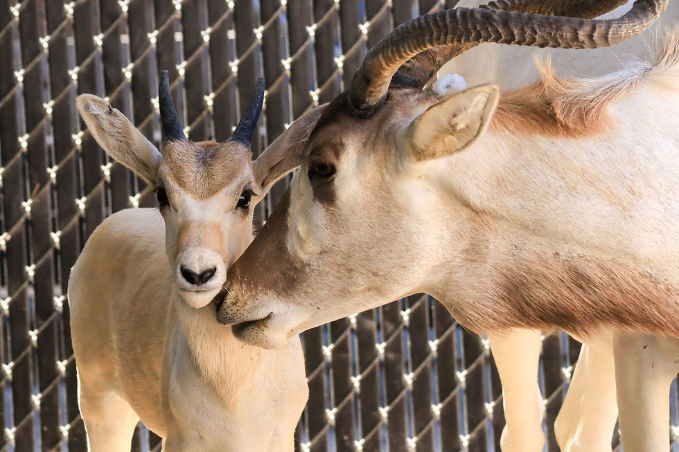 Baby addax at Animal Kingdom Lodge