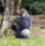 Gorilla