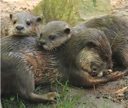 Baby Otters at the Animal Kingdom
