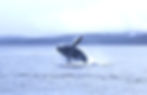 Humpback Whale in Icy Point Straight near Hoonah, Alaska