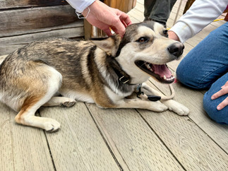 A Alaskan Husky dog