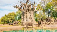 Summer at Walt Disney World's Animal Kingdom Safari
