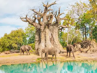 Summer at Walt Disney World's Animal Kingdom Safari
