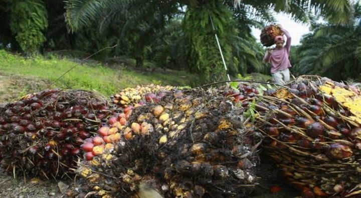 PT Equityworld Futures : Ekspor Minyak Sawit Naik 716.000 Ton Jadi 2,4 Juta Ton