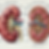 rENAL.png