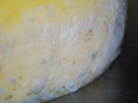 Contaminação de fungos na câmara de maturação