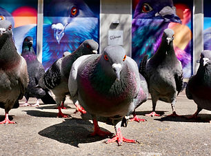 Photo _Gabriela Domeisen - 356 von 395.jpeg