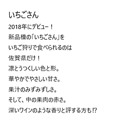 いちご狩り 品種 いちごさん.png