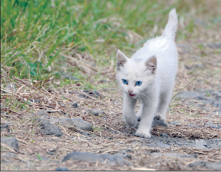 Sevrer Un Chaton Abandonne Age De Plus De 4 Semaines