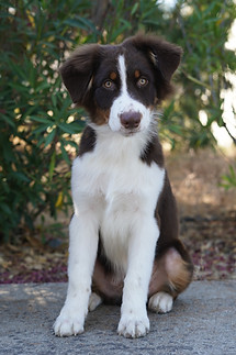 Australian Shepherd puppies for sale
