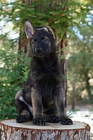 German Shepherd puppies for sale
