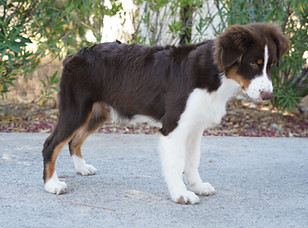 Australian Shepherd puppies for sale