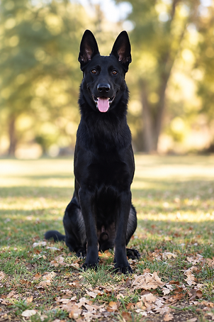 German Shepherd for sale