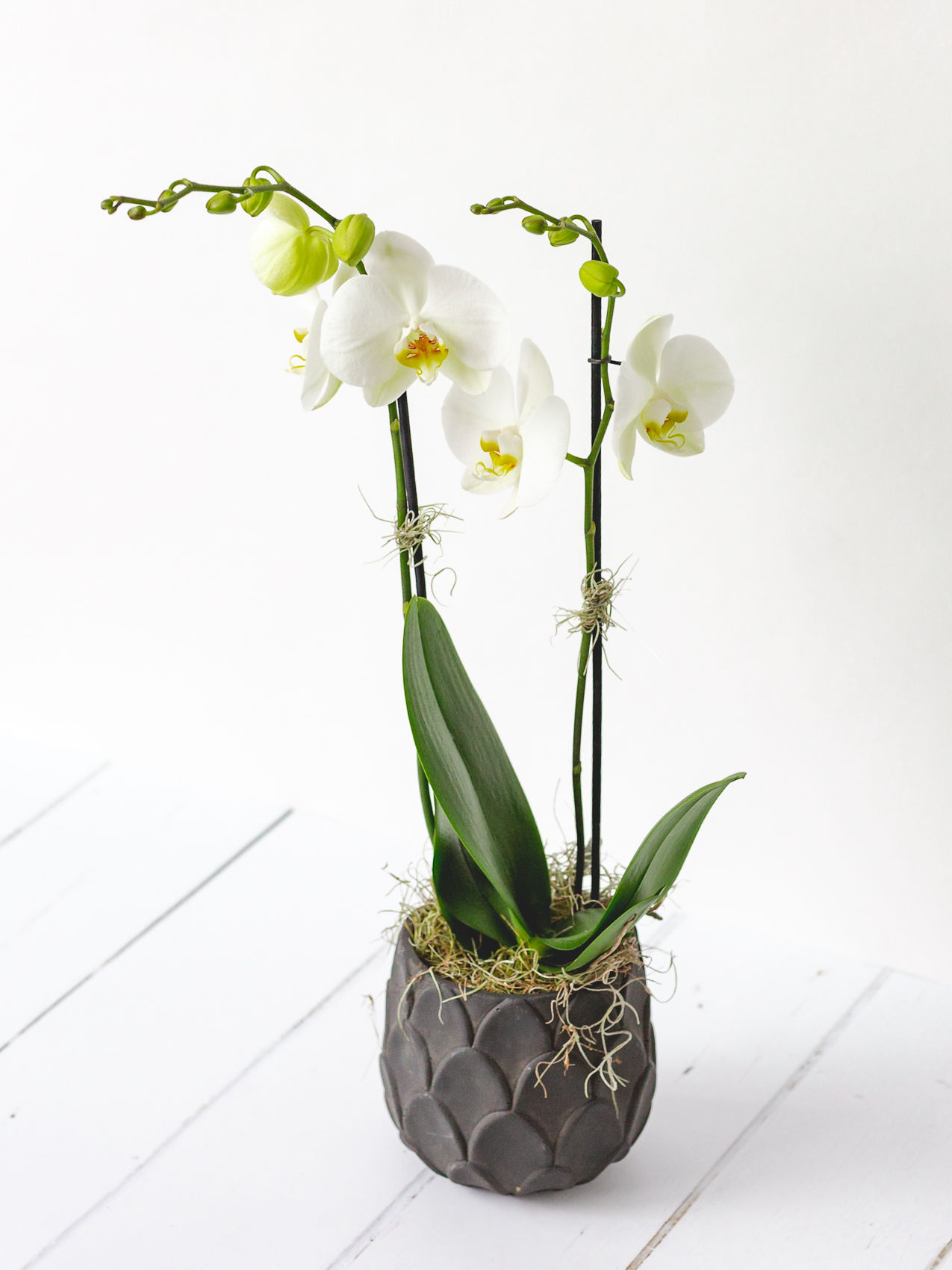 White Orchid Plant