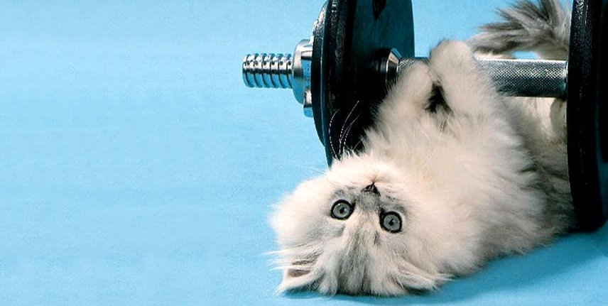PersianPower Web Design Logo. Persian kitten lifting weights