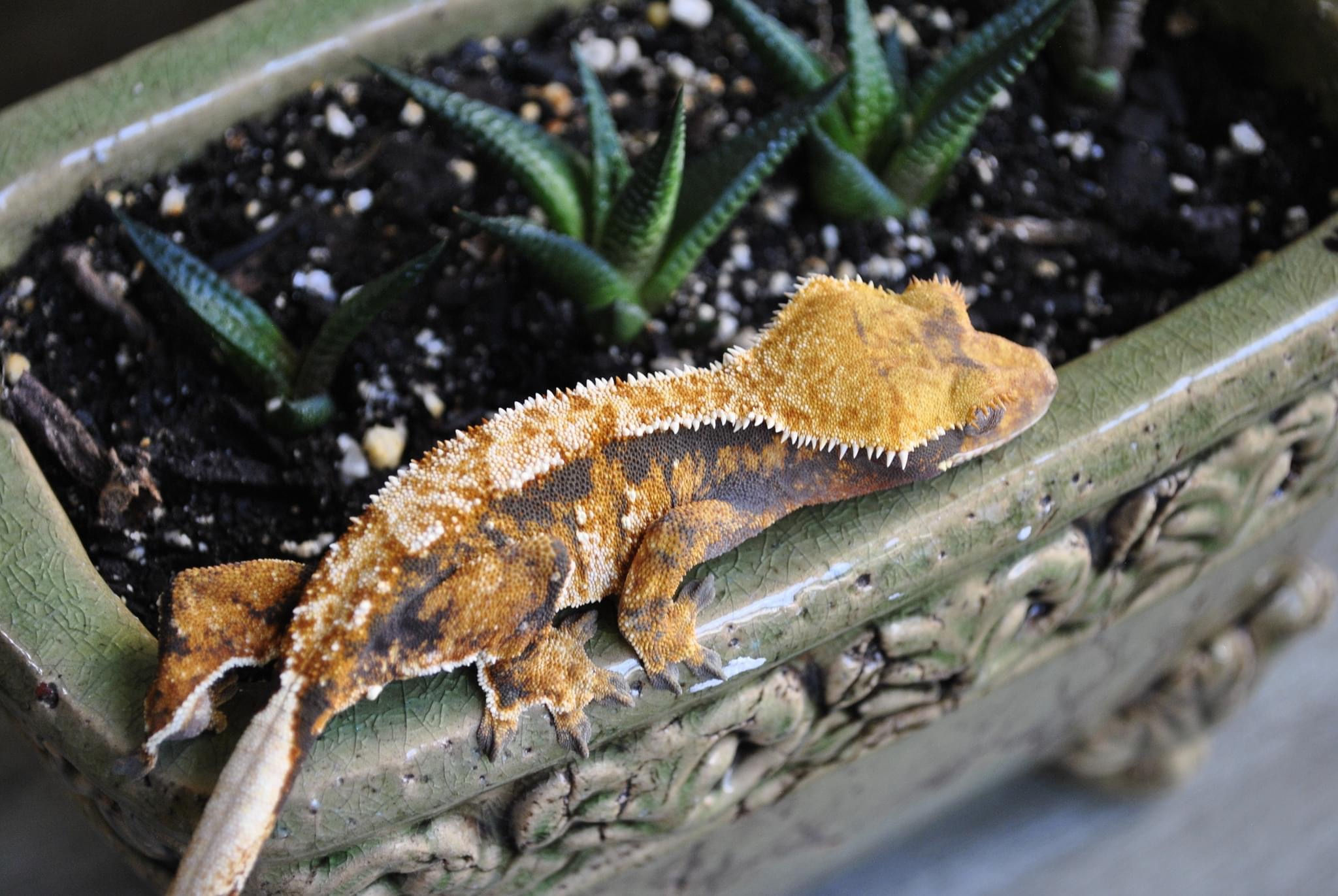 Female (raphsody x prophecy(Betty Lou x Izzy)) 27.9 g 