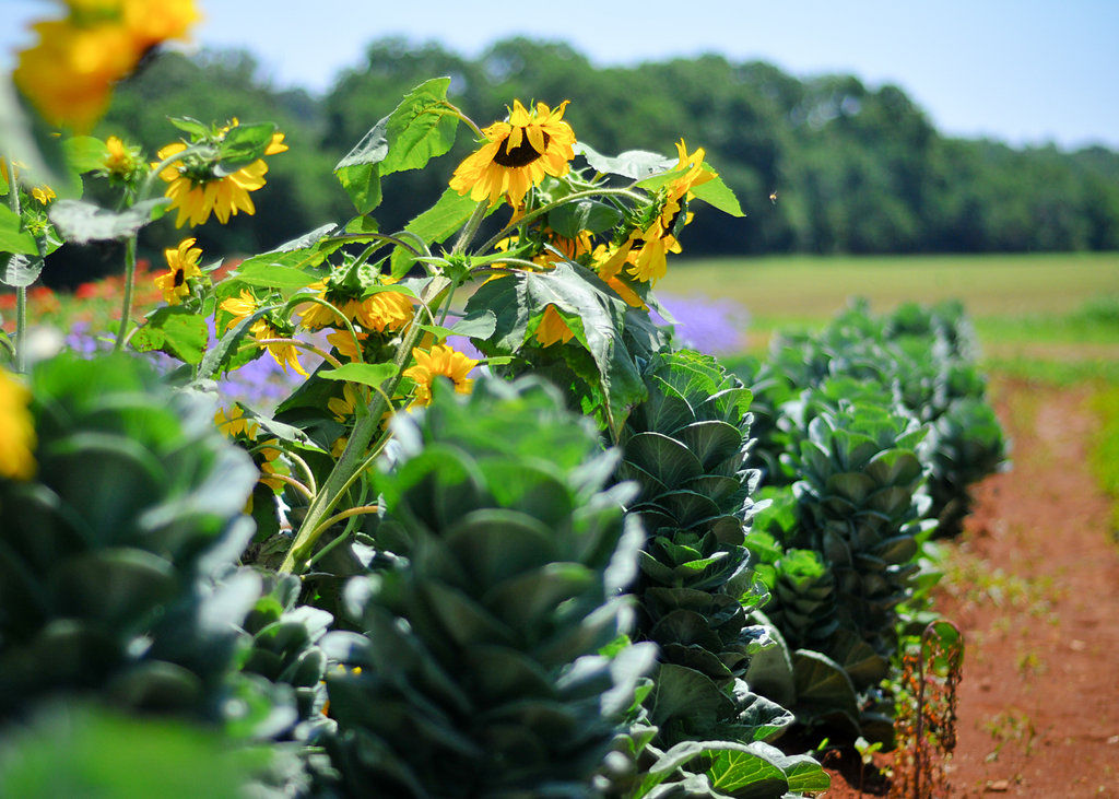 Fields of sunflowers to explore at Sunflower Festival