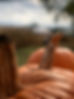 IMG_4818.jpeg