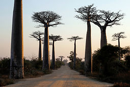 baobab-trees-baobab-alley-morondava-iconic-madagascar-landscape.jpg