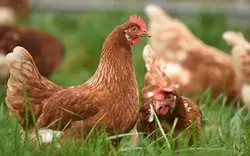 chickens