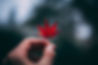 hand holding japanese maple.jpg
