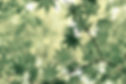 japanese green maple.jpg