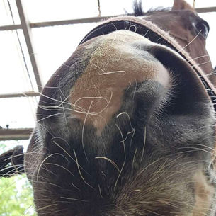馬のやわらかいところ