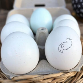 The Great Chicken Strike