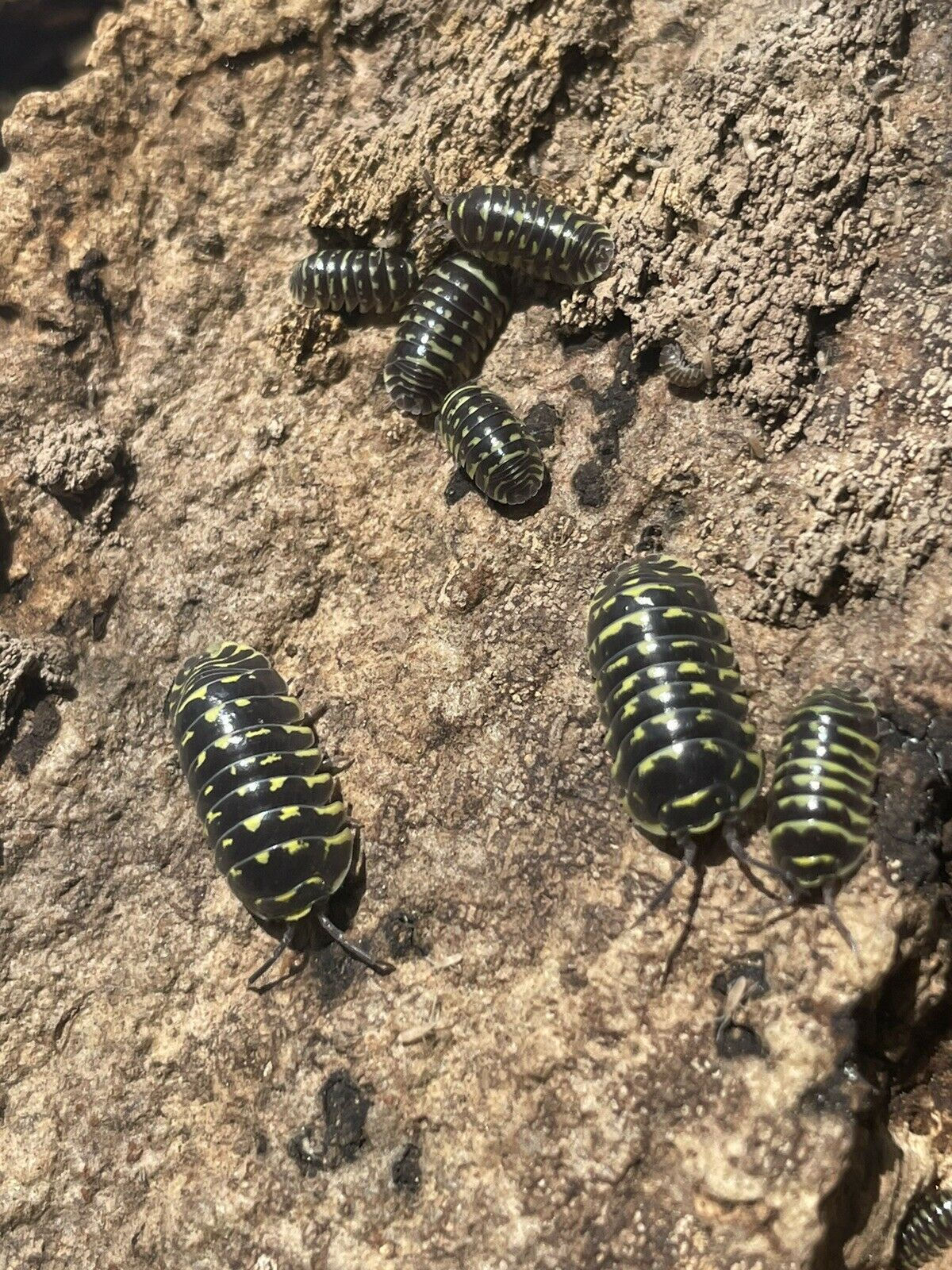Armadillidium Maculatum Yellow Zebra