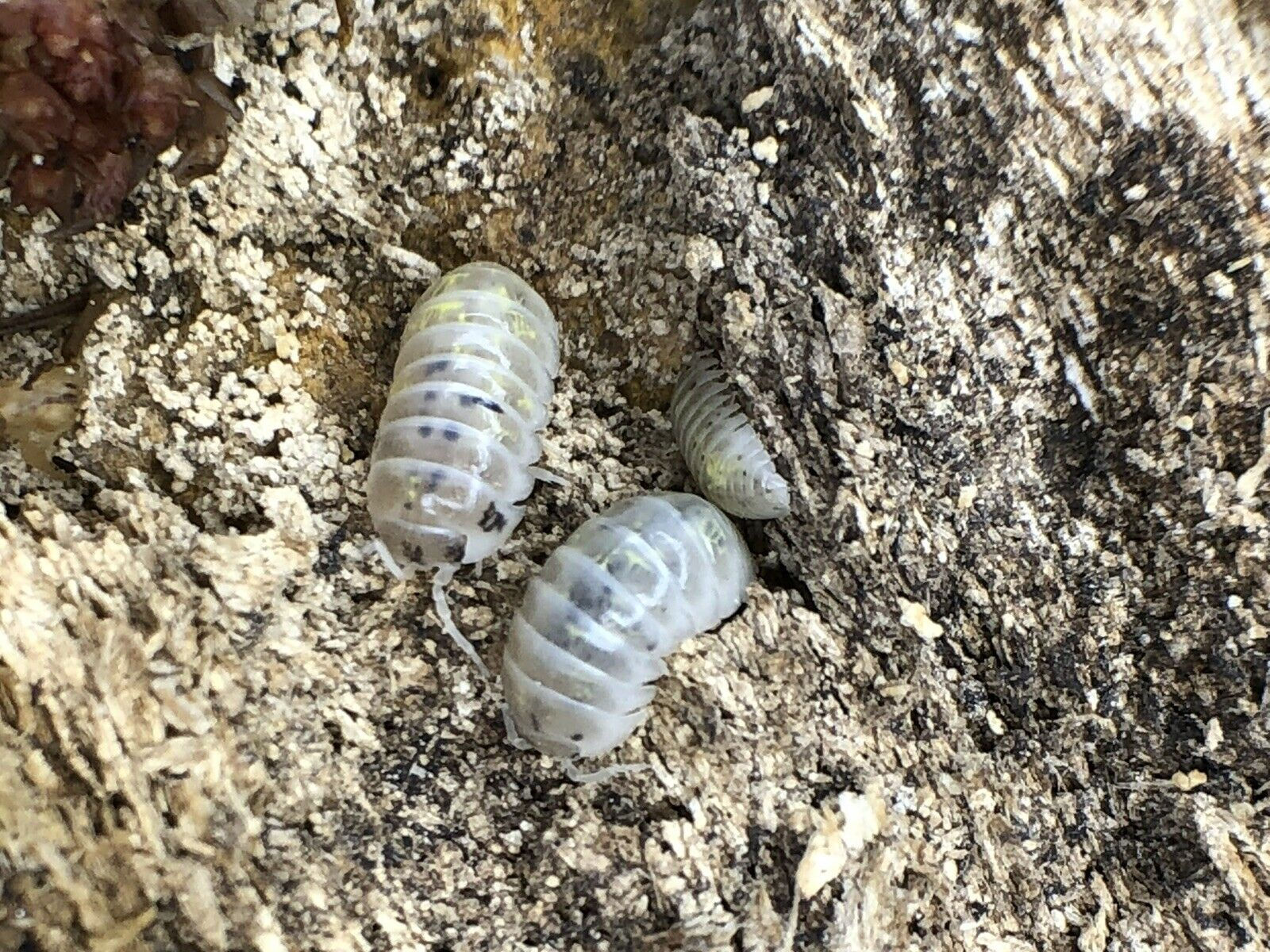 Armadillidium Vulgare Japan Magic Potion
