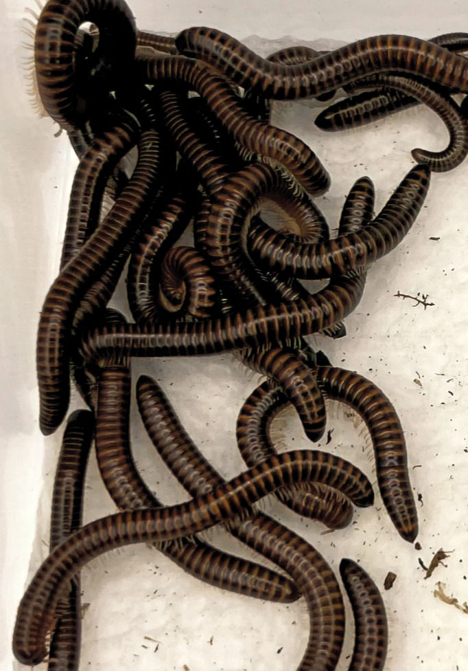 Thumbnail: Leptogoniulus Sorornus (Panama)