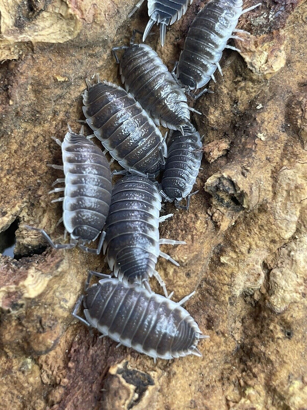 Thumbnail: Porcellio Sevilla